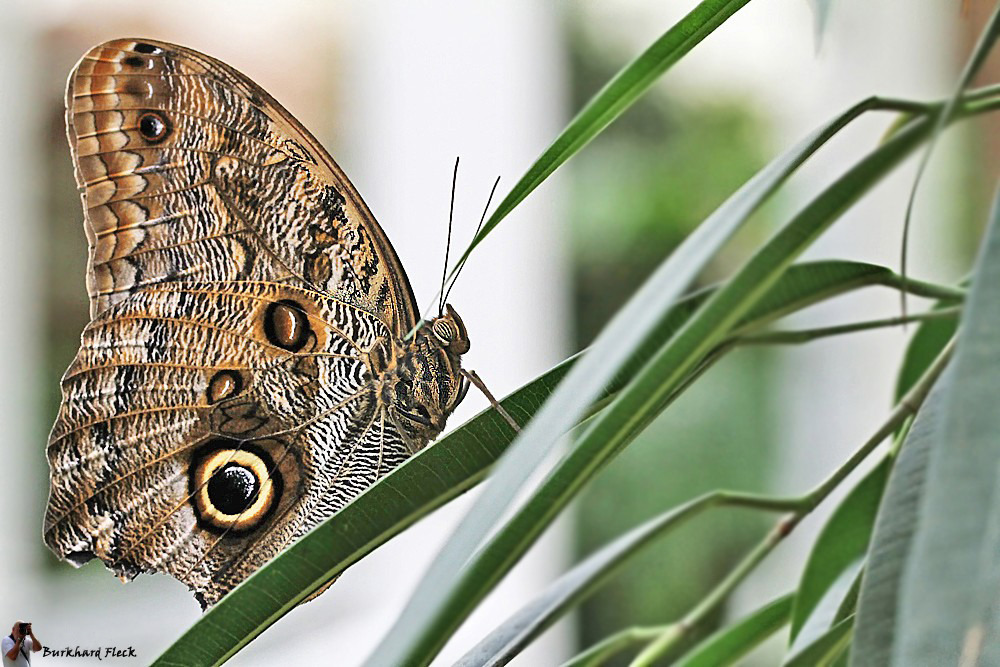 Rüstiger Bananenfalter mit leichtem Heckschaden sucht neues Einsatzgebiet.