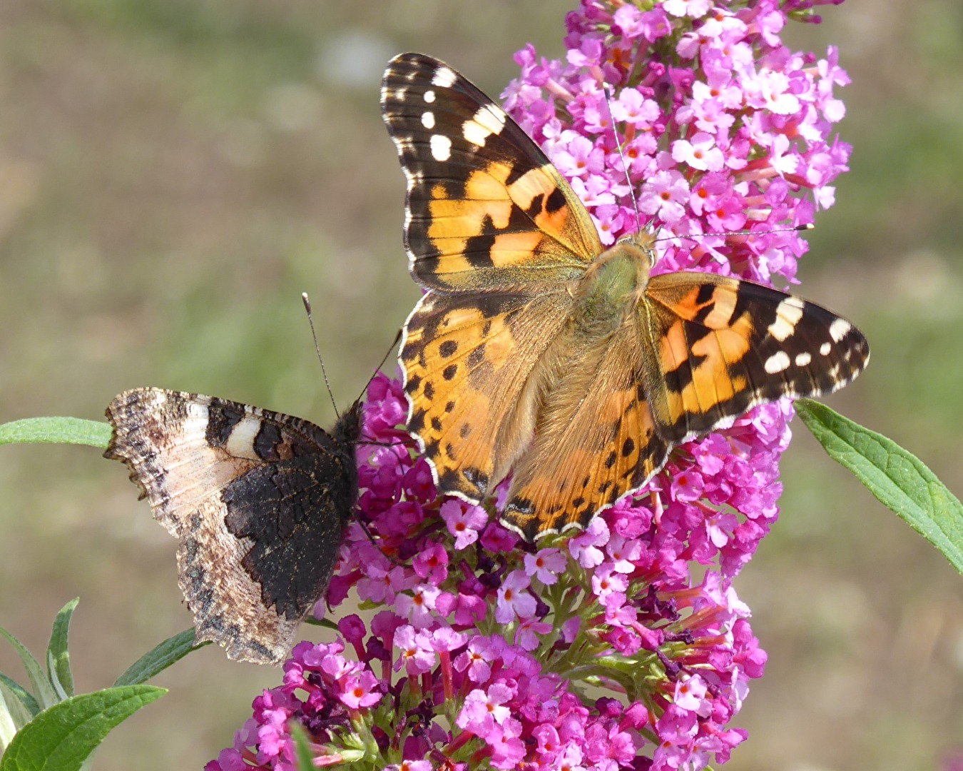 Buterfly
