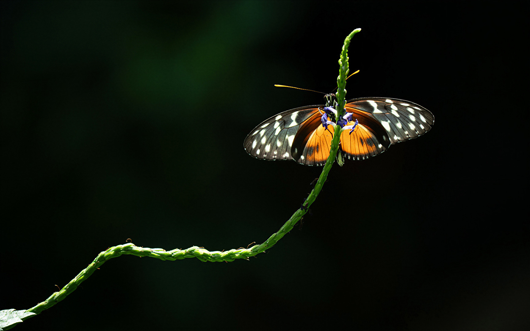 I can also butterflies :-)