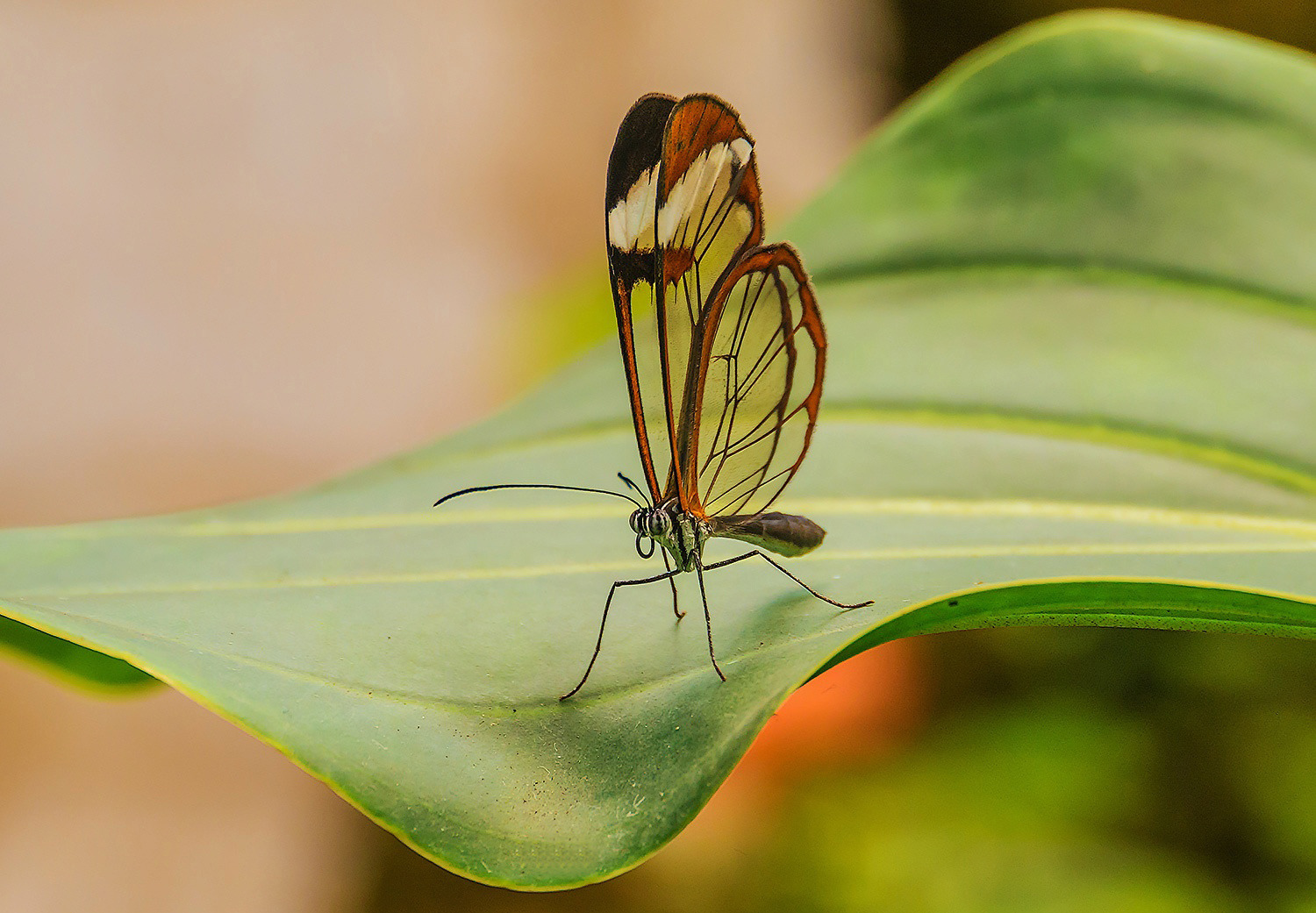 Glasflügelschmetterling