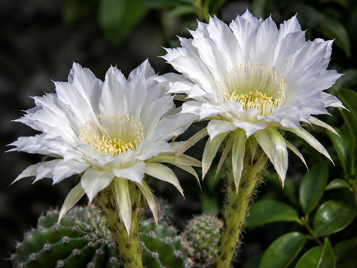 Echinopsis - Bauernkaktus - Die Königin der Nacht
