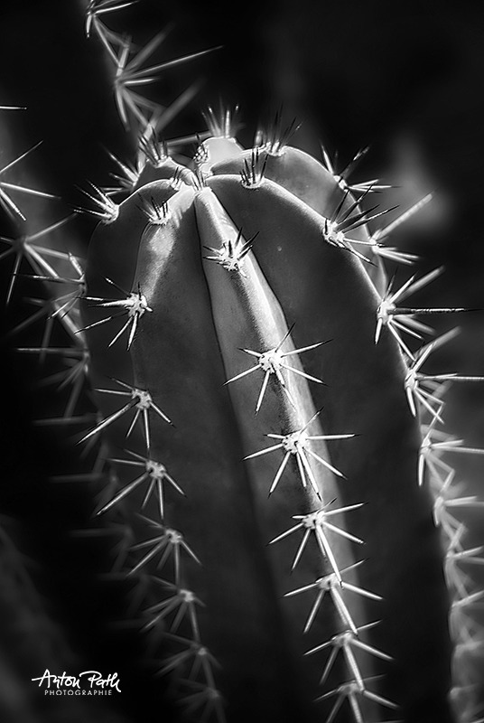 Kakteen in Schwarzweiss