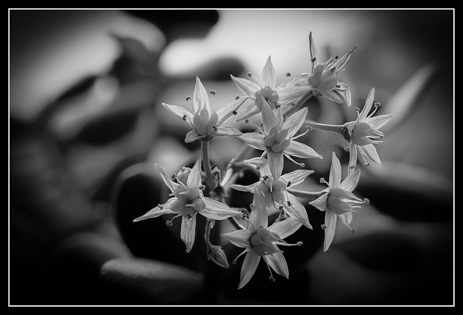 Blüten am Geldbaum