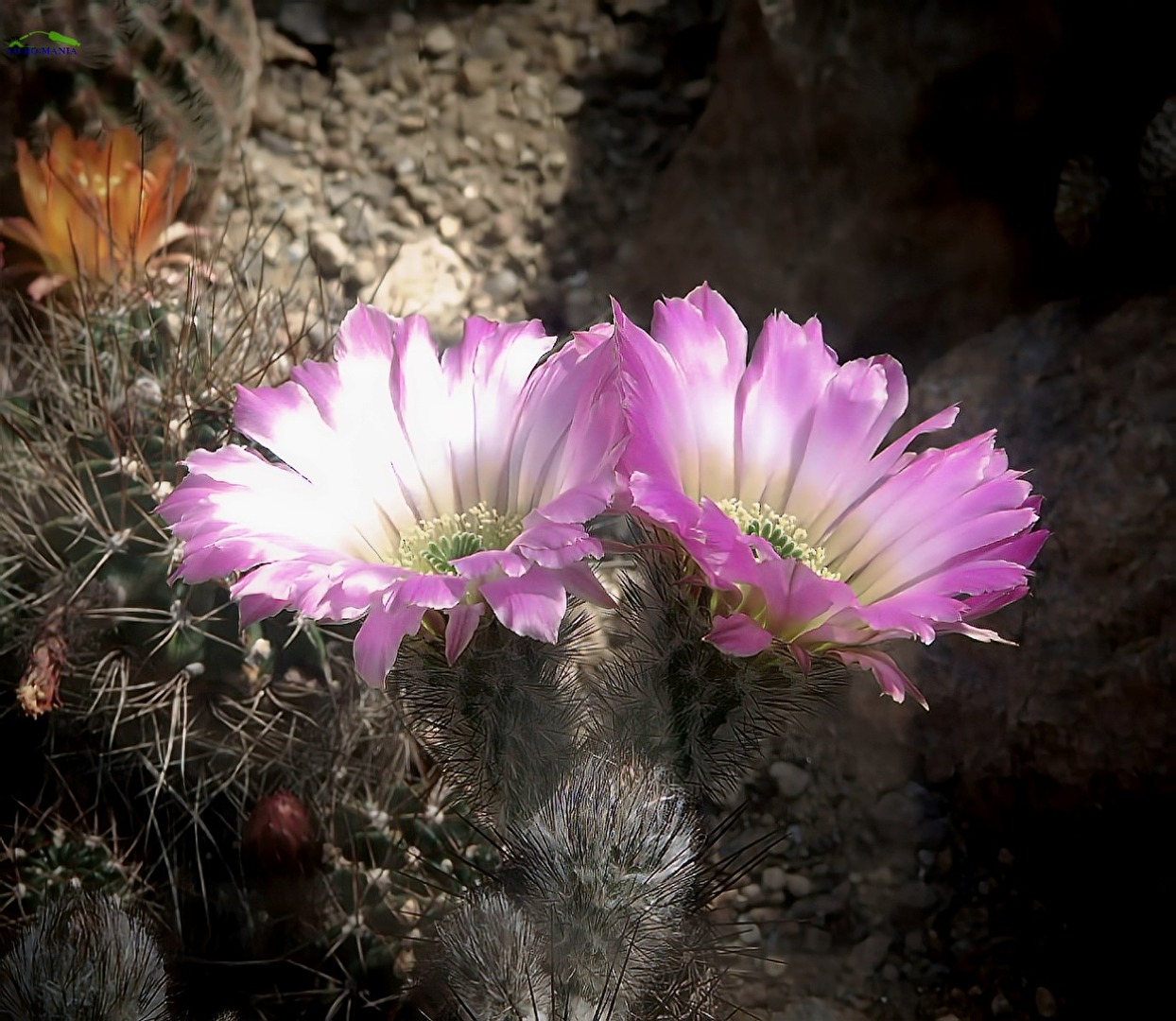 Kakteen & Sukkulente