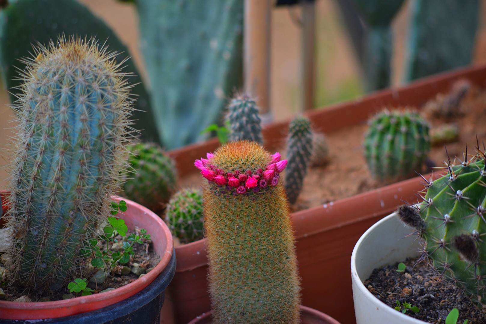 Kakteen & Sukkulente