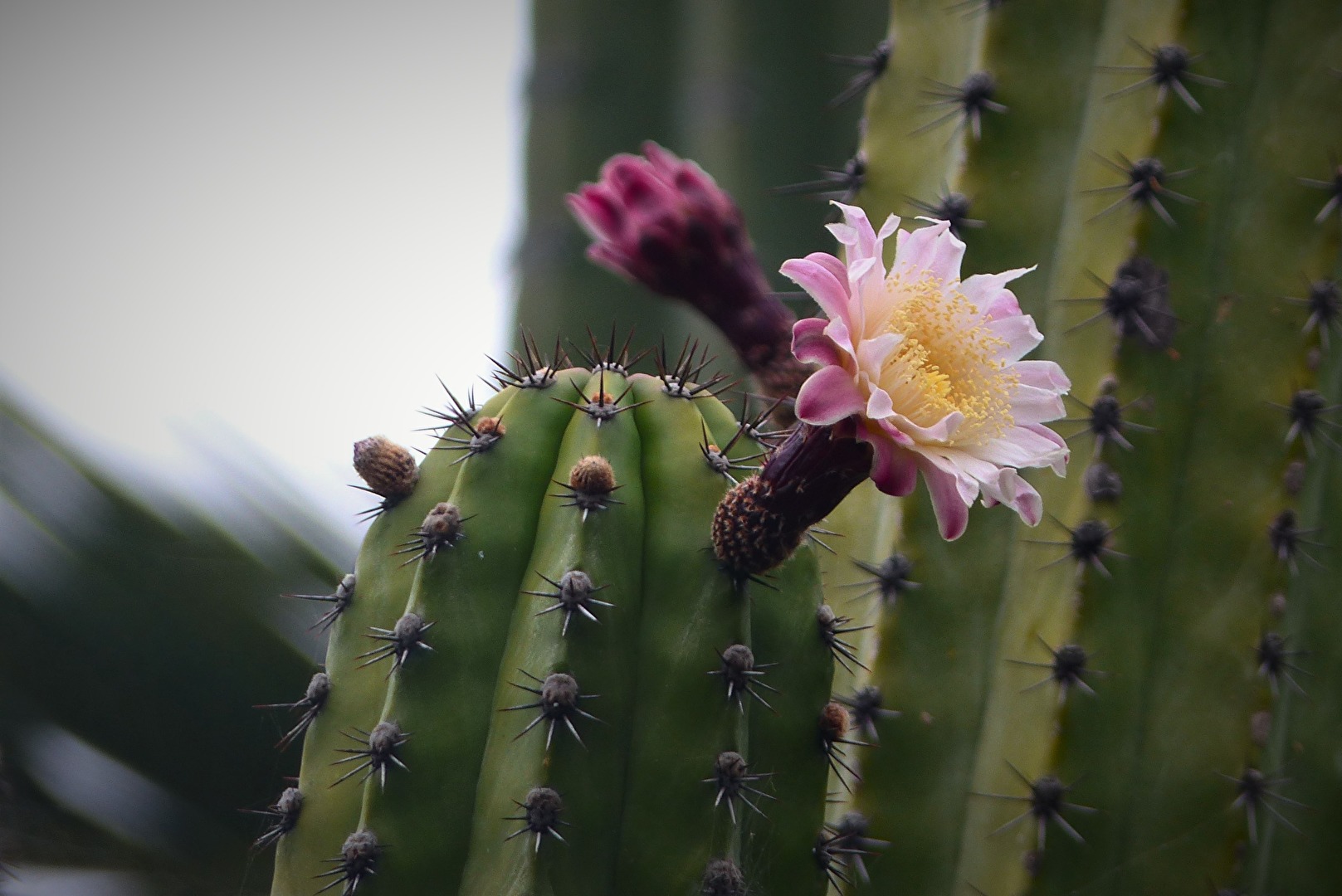 Kakteen & Sukkulente