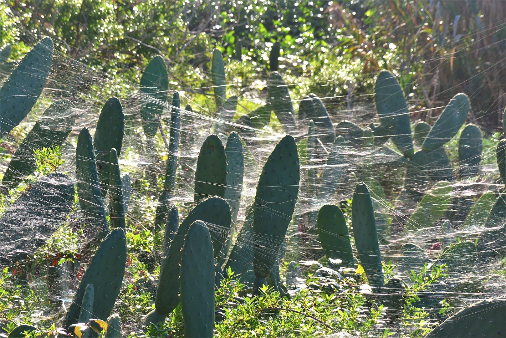 Opuntien, verzaubert?