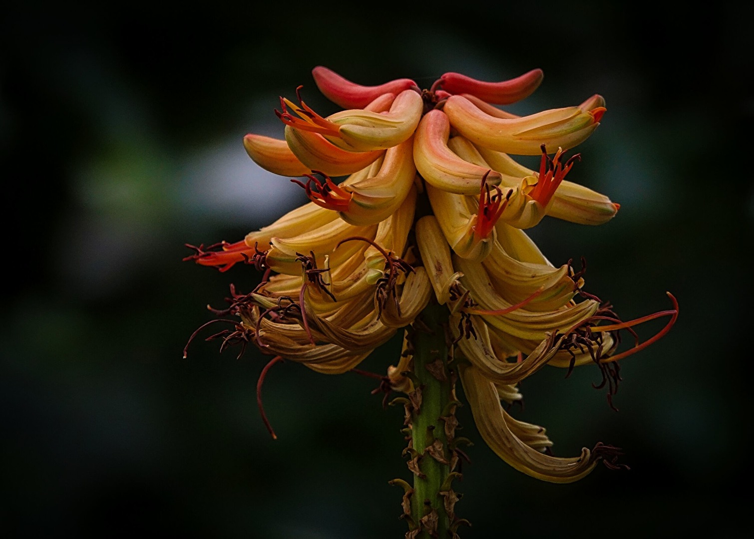 keine Ahnung was das ist ?