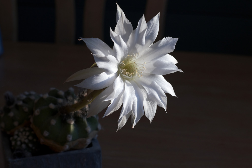 Kakteen & Sukkulente