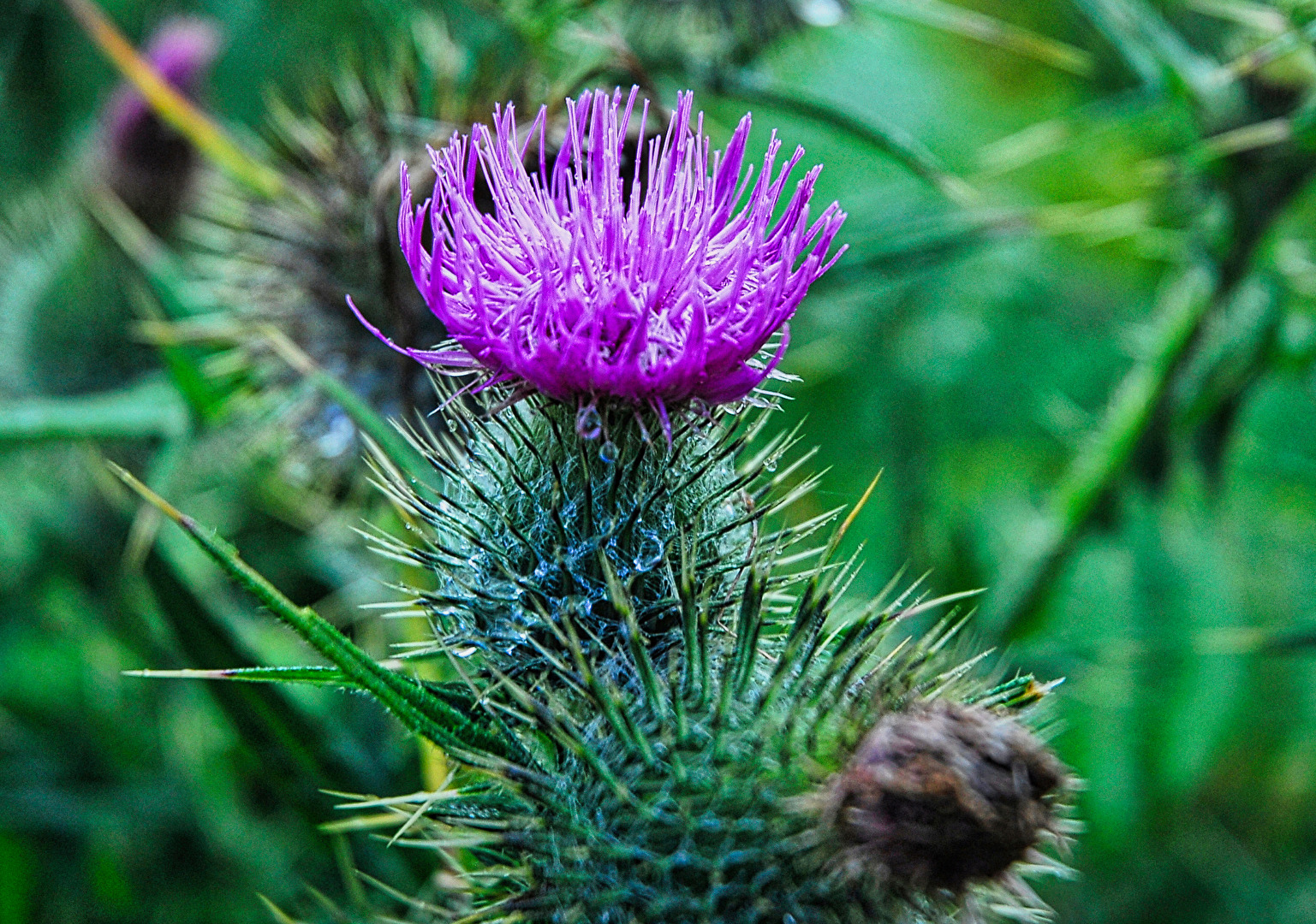 die Hochlanddistel