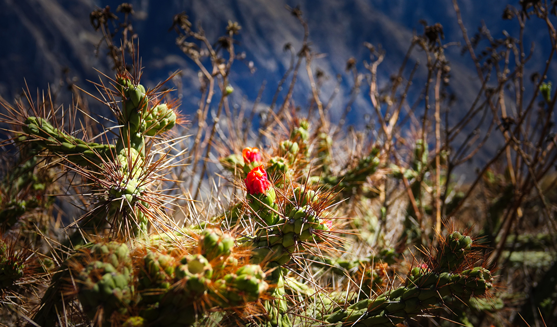 Kakteenblüte im Colka Tal