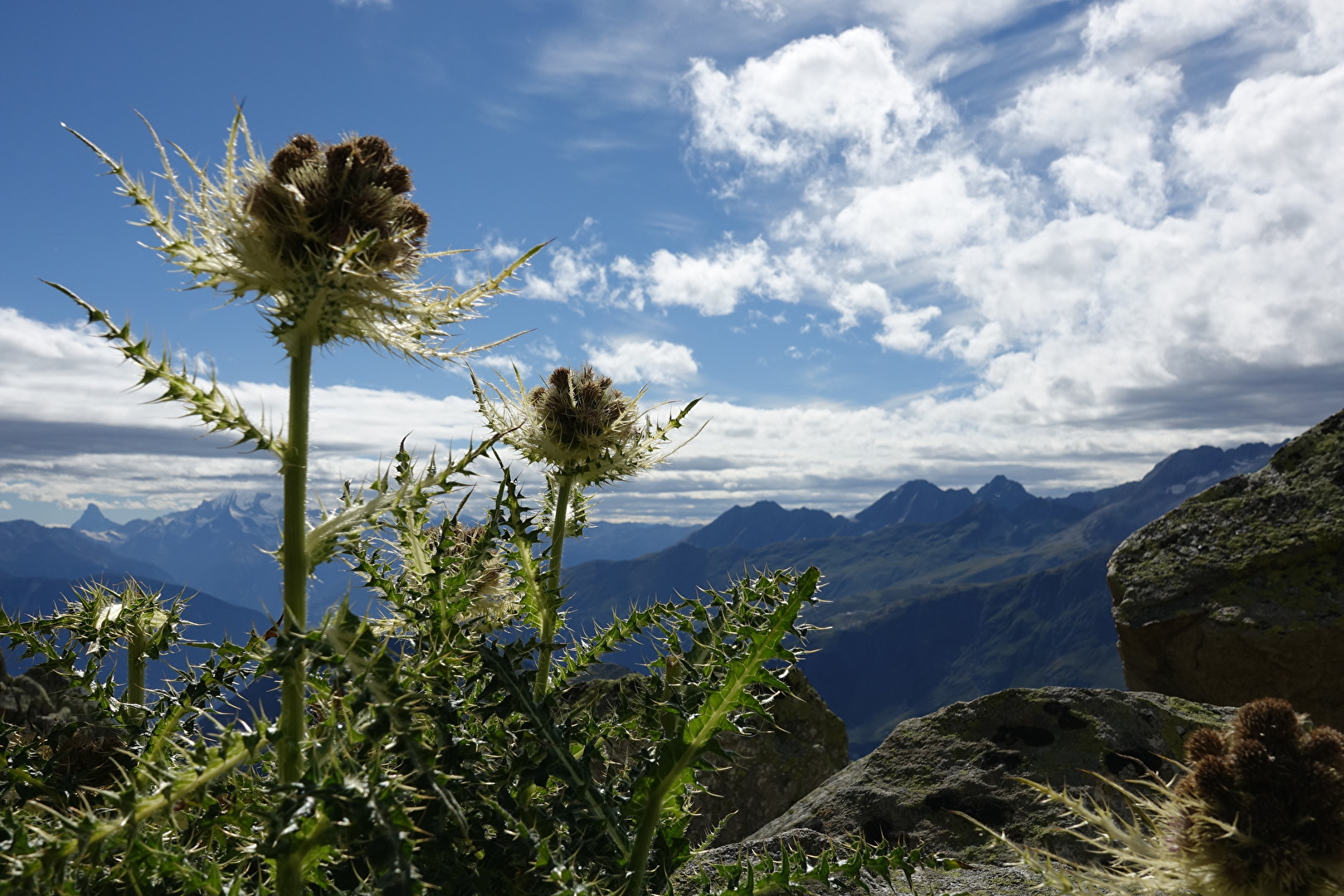 Alpendistel