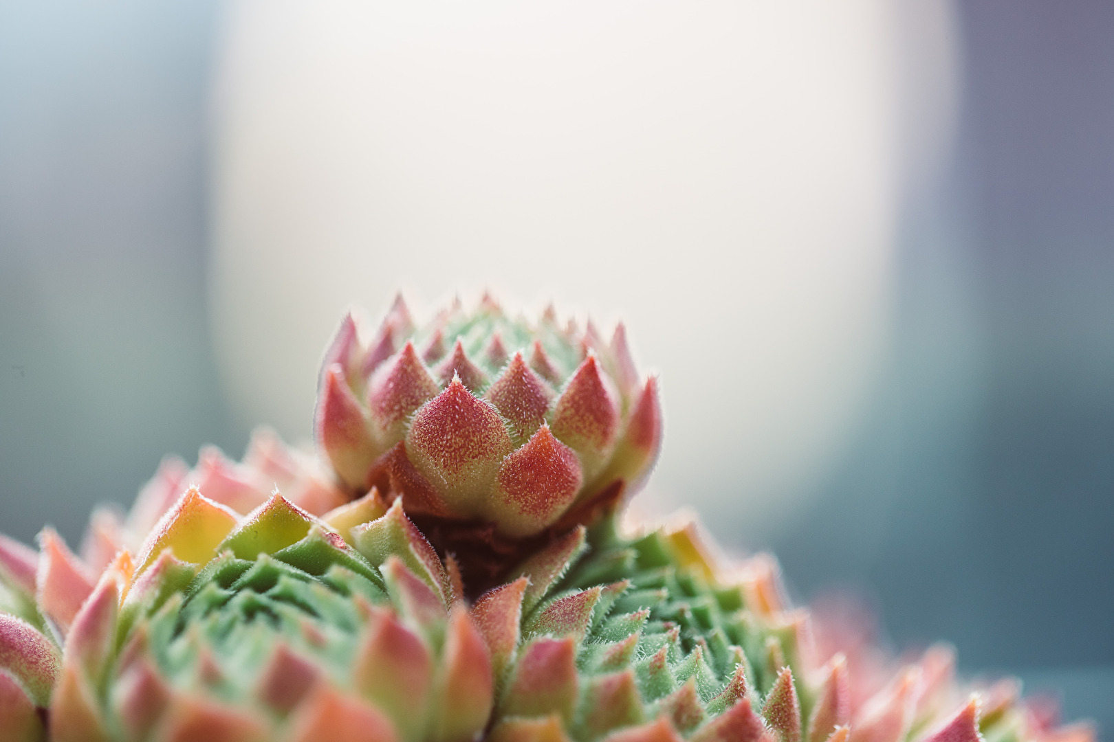 sempervivum