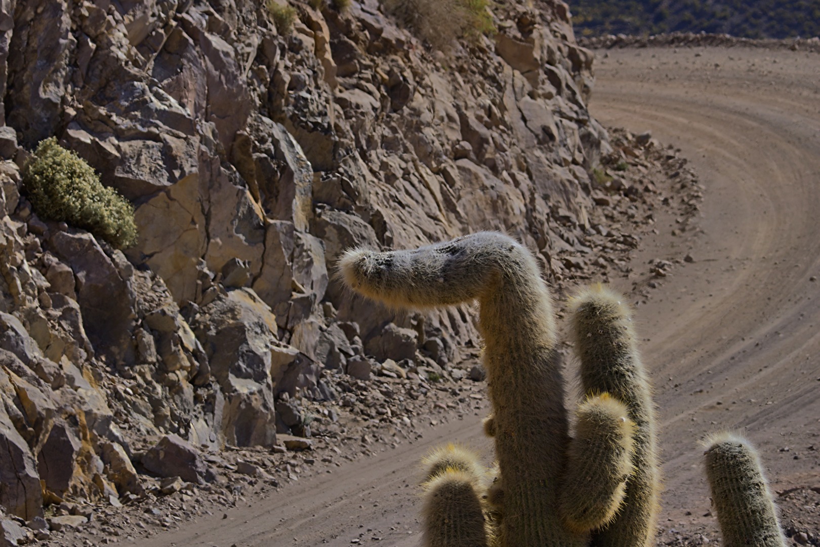 Kaktus - Verkehrszeichen