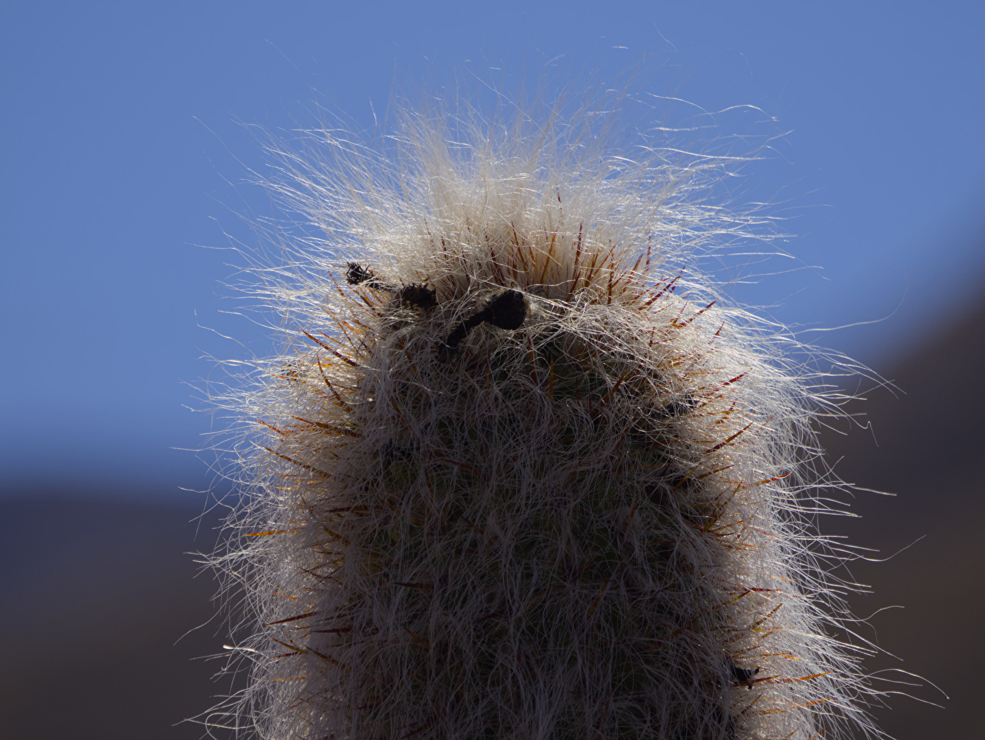 Kaktus - Greisenhaupt im Gegenlicht
