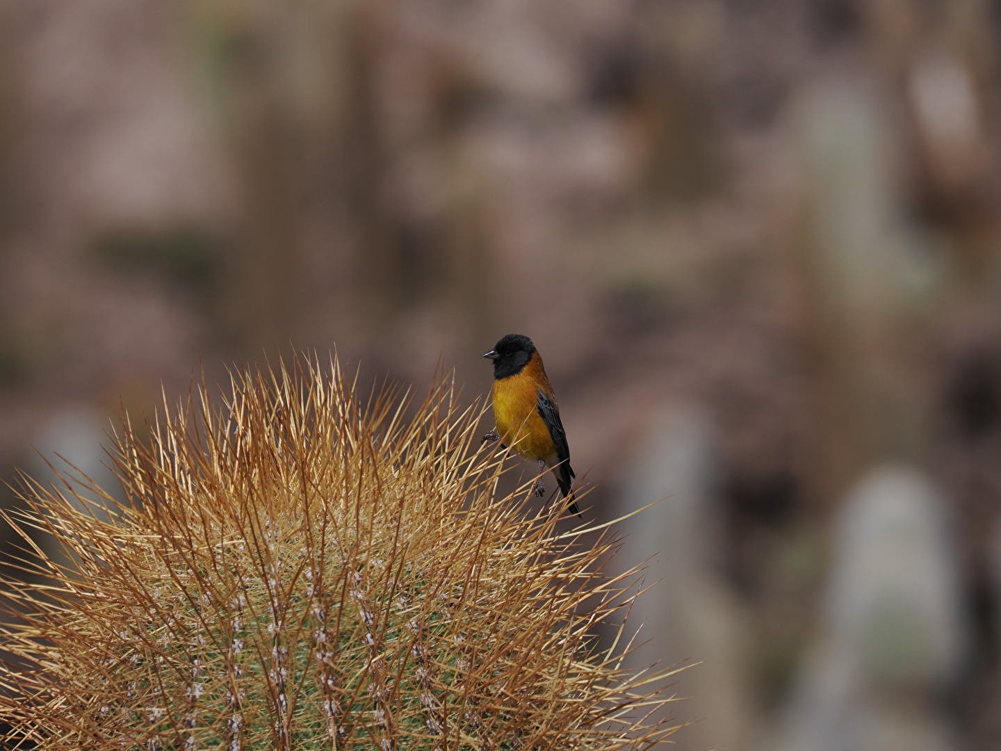 Kaktus - mit Bewohner