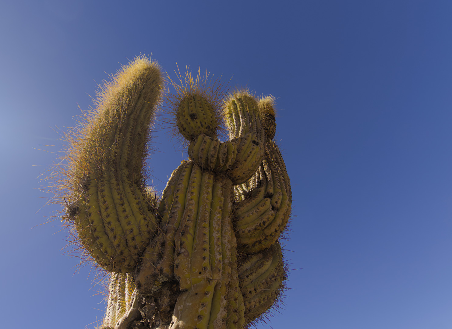Kaktus - in der Sonne