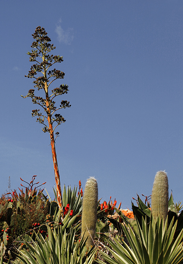 LO GOMERAS PFLANZENWELT