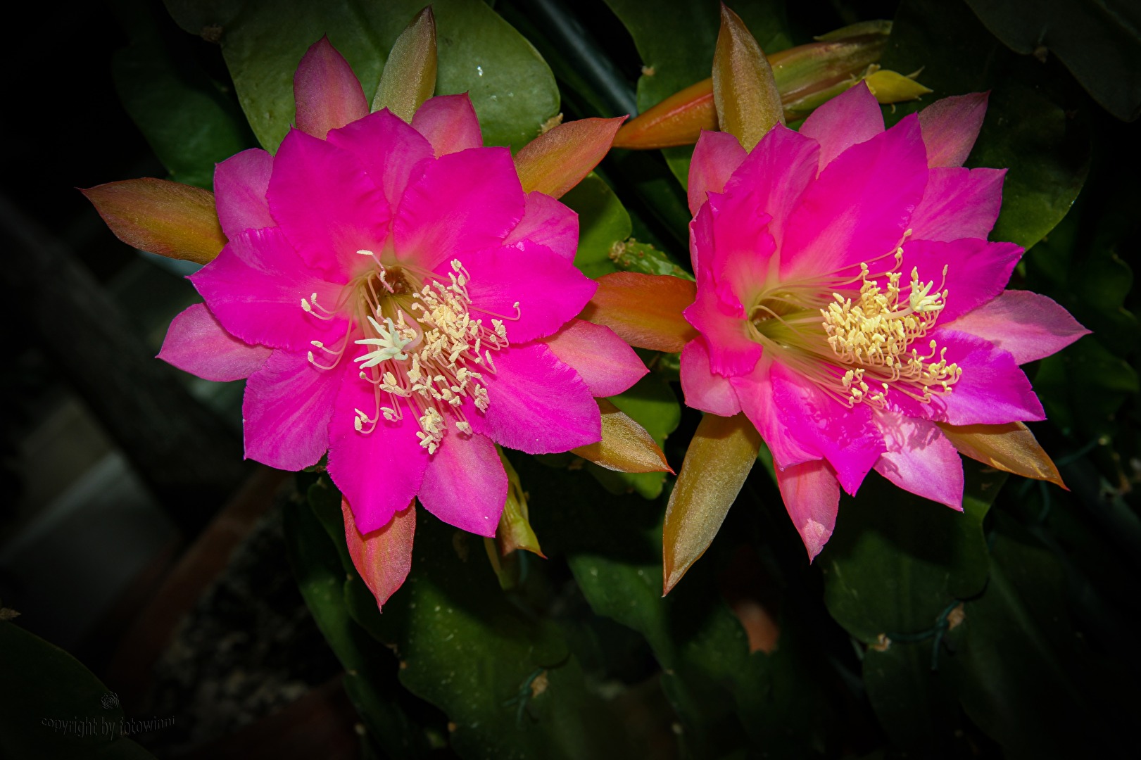 Kaktusblüten