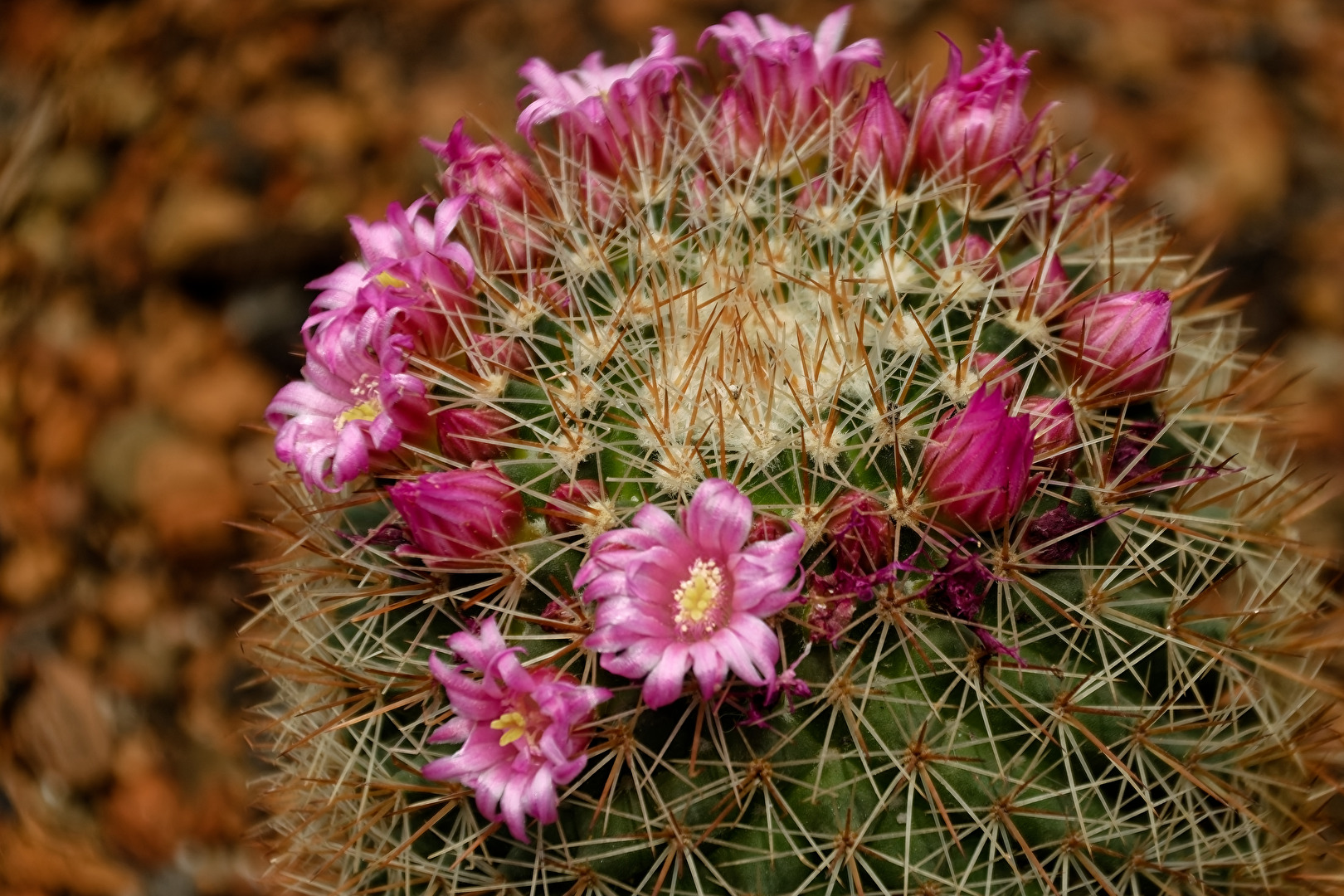 Kakteenblüten