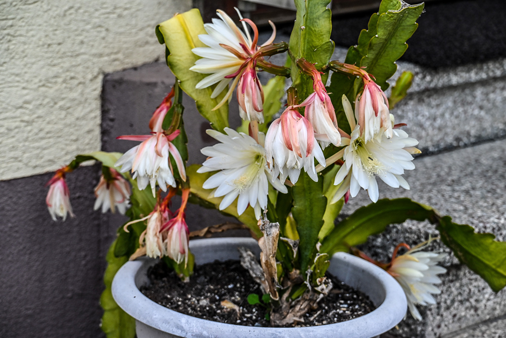 Kaktusblüten