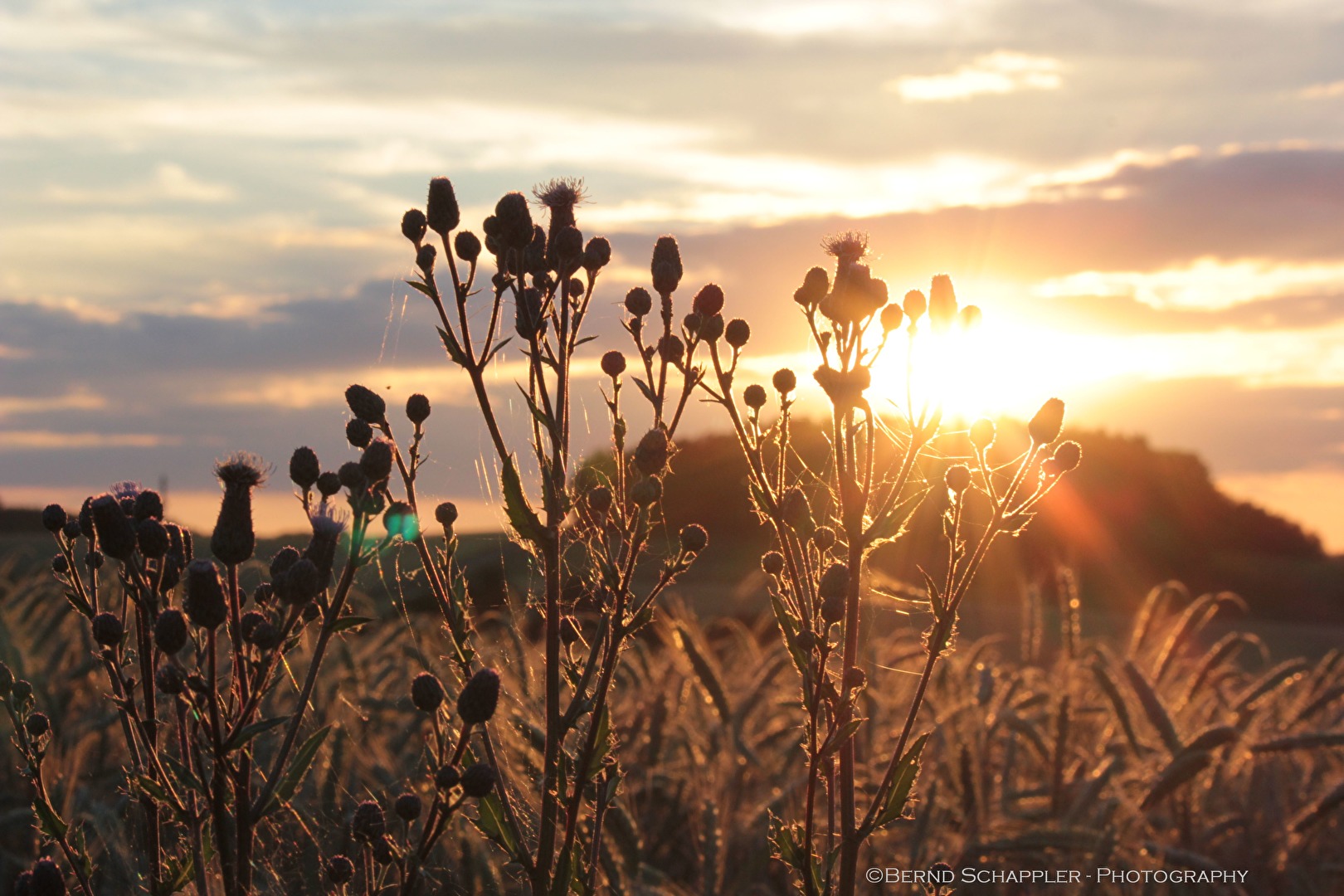 Sonnenuntergang am Feld