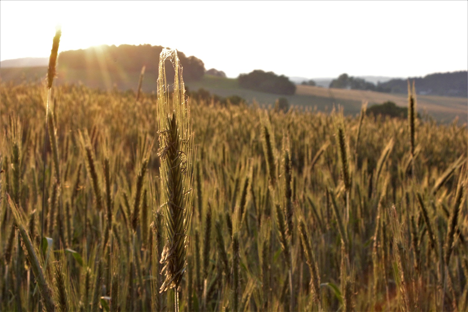 Sonnenuntergang am Feld