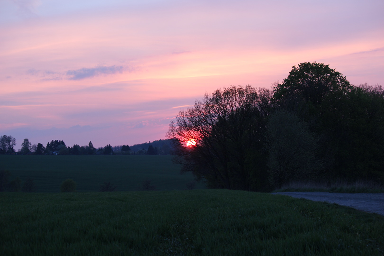 Sonne hängt im Baum