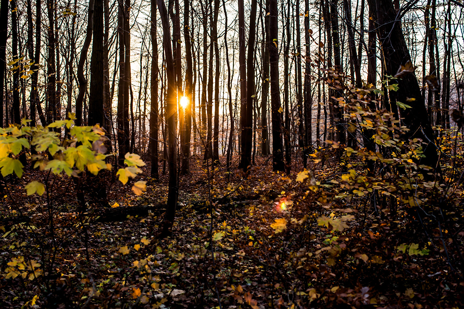 Sonnenuntergang über dem Waldsee