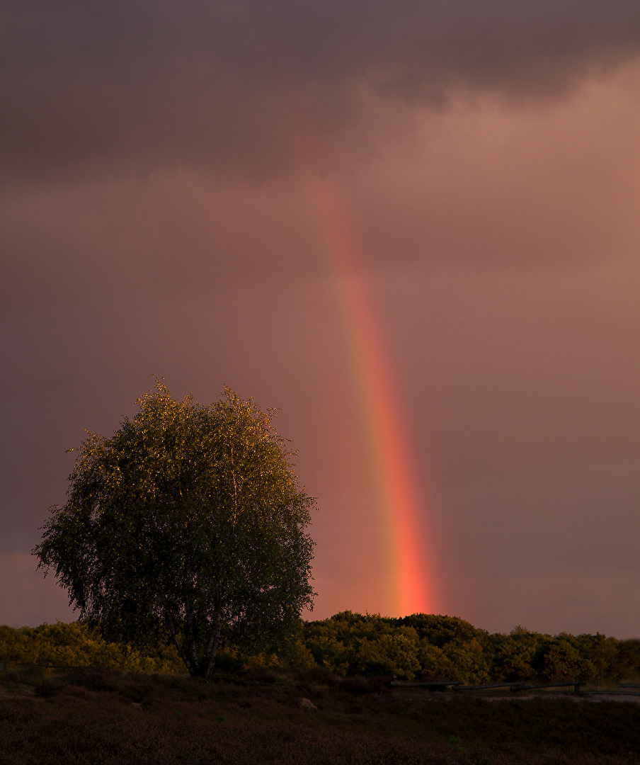 WESTRUPER HEIDE