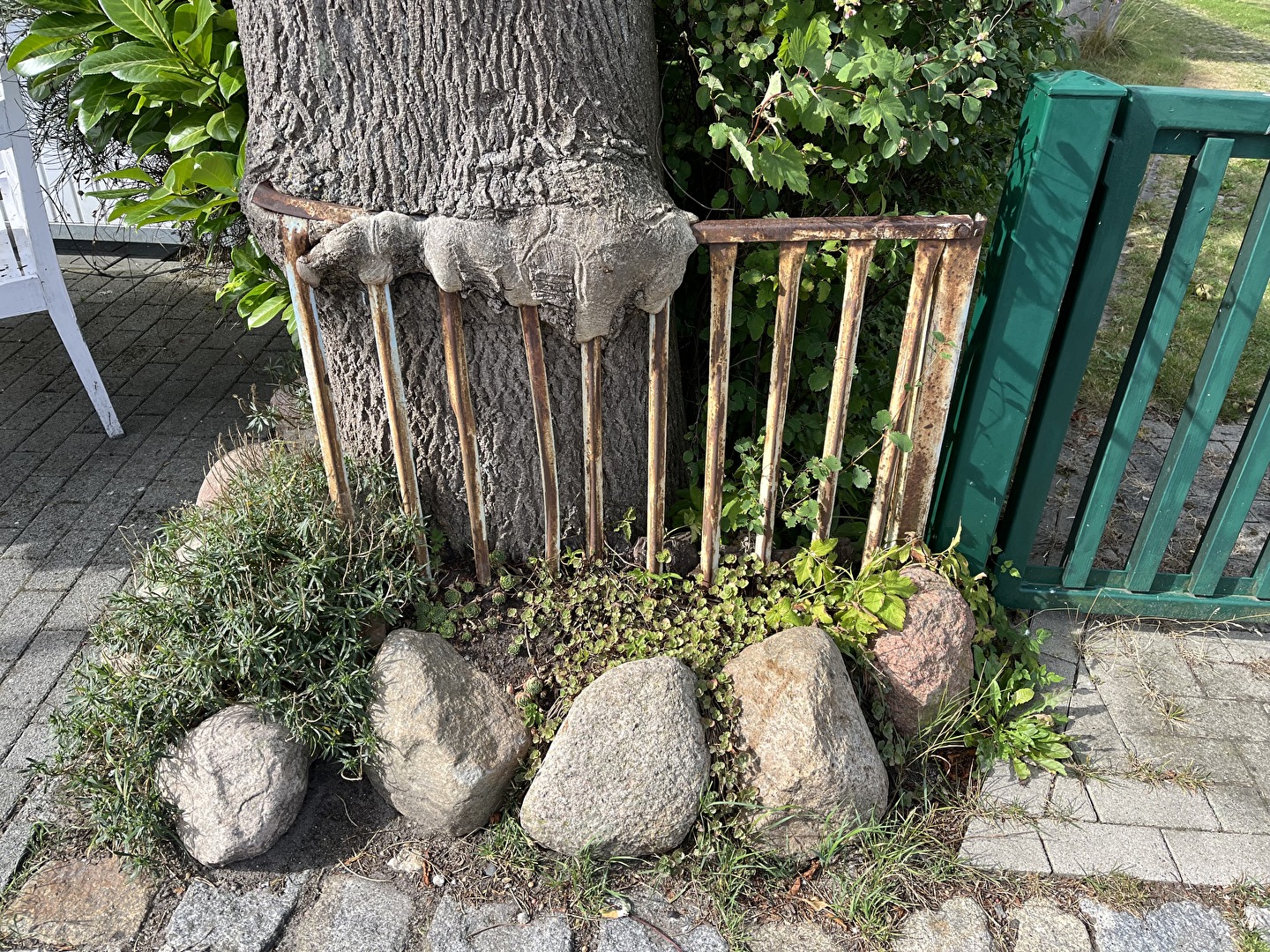 Der Baum gibt den Zaun nicht her...