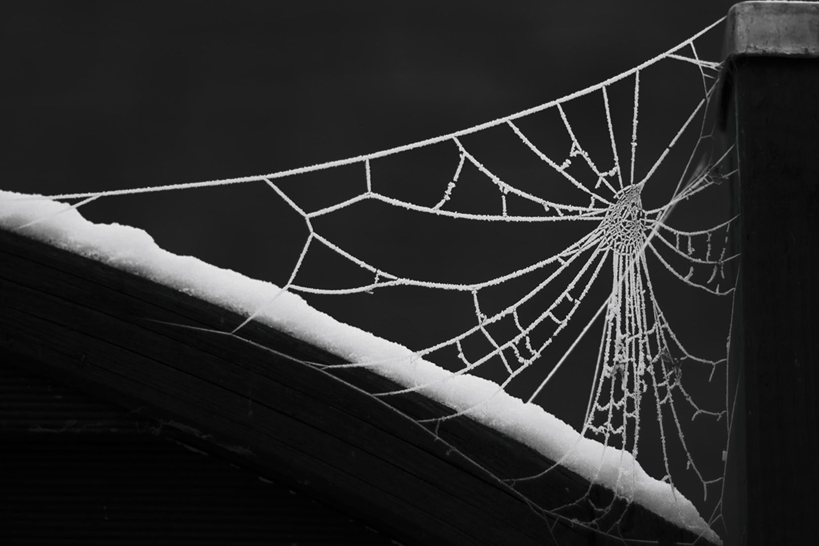 Frost-Spinnen-Netze