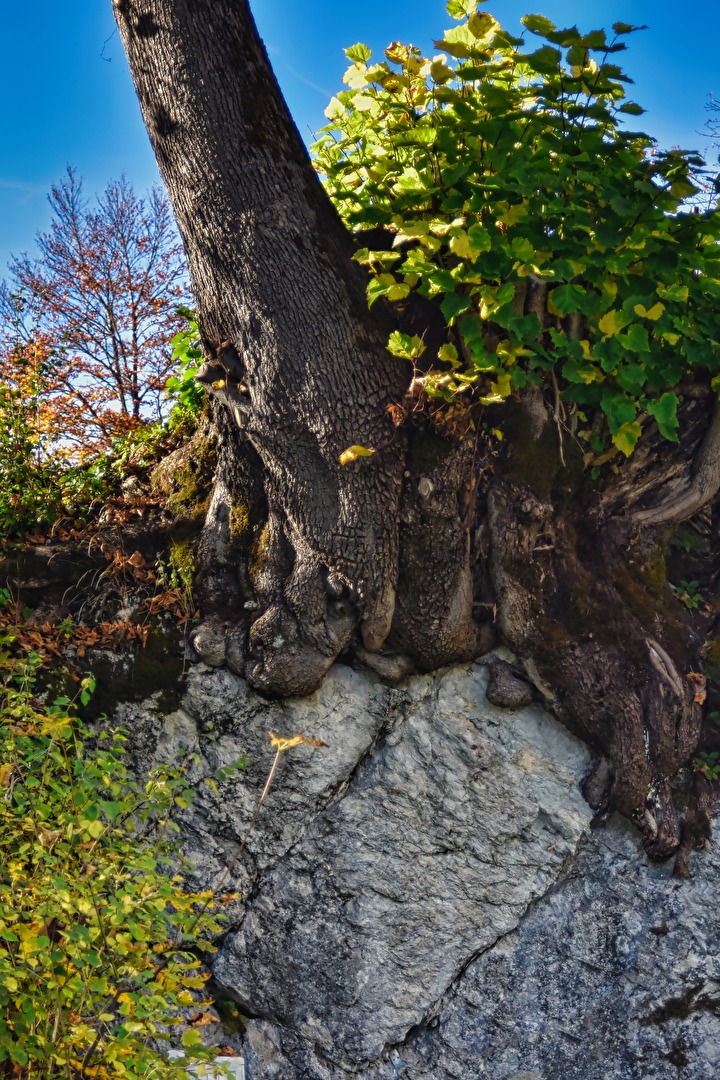 Baum auf Fels