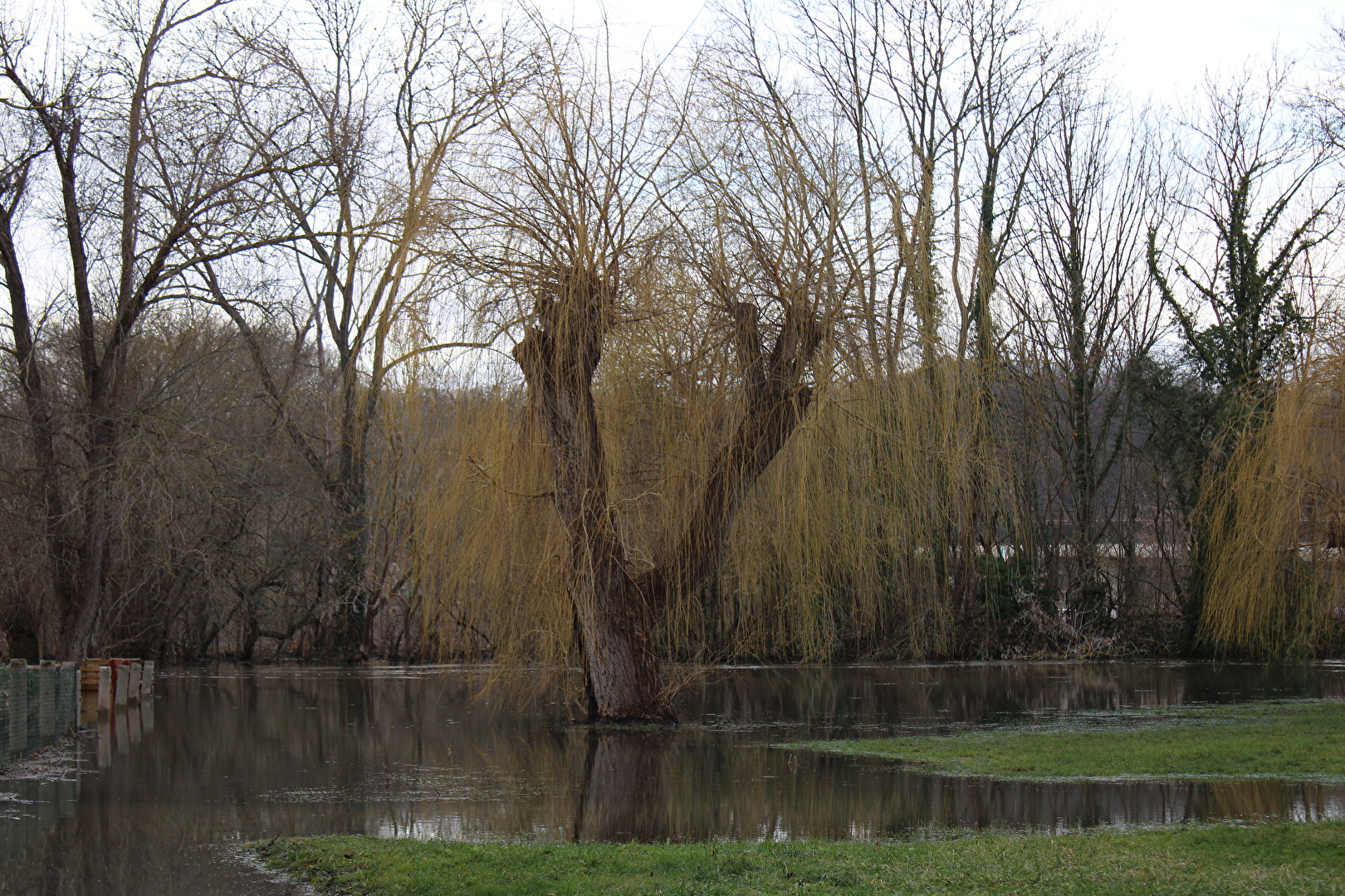 Bäume im Hochwasser