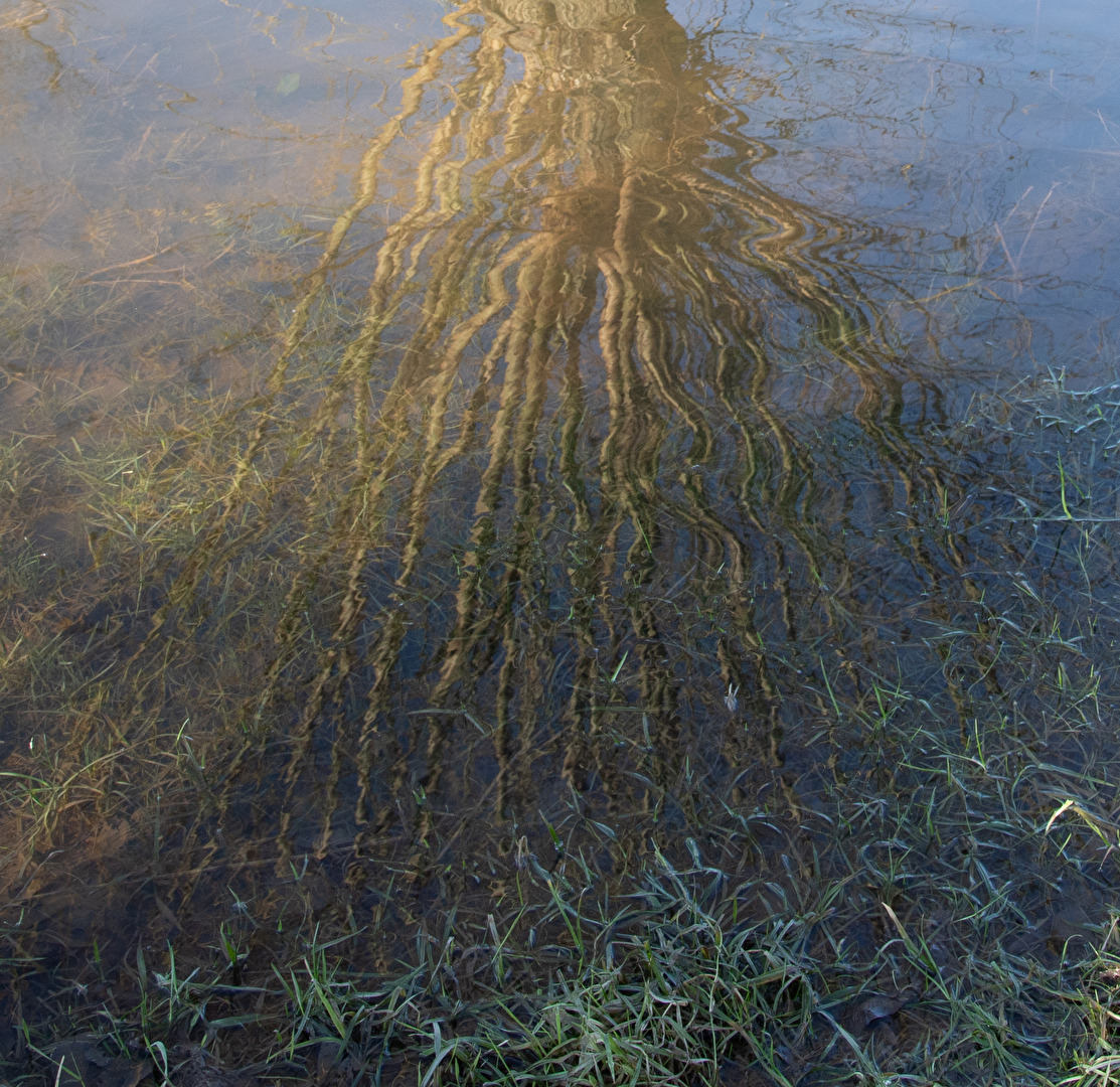 Rhein-Hochwasser im Urdenbacher Kämpen 2