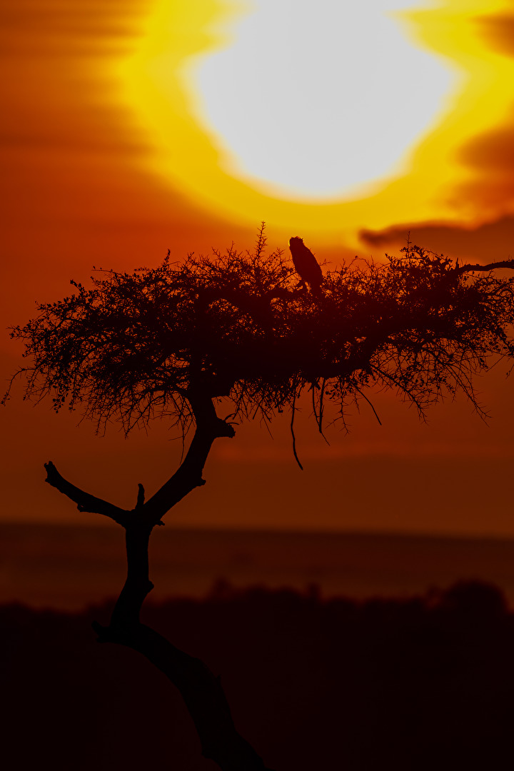 Sonnenaufgang auf Afrikanisch