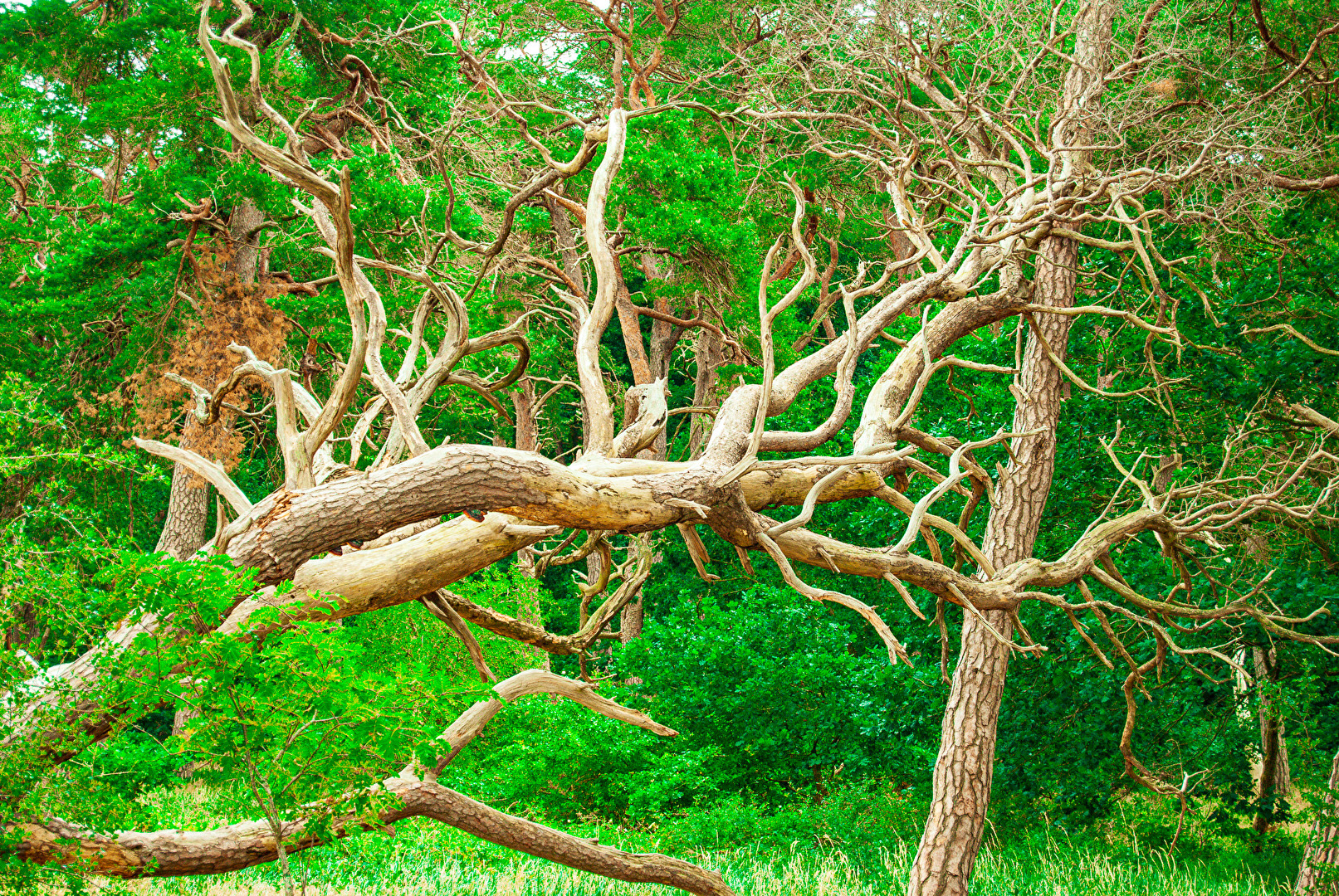 Vergängliches im Wald