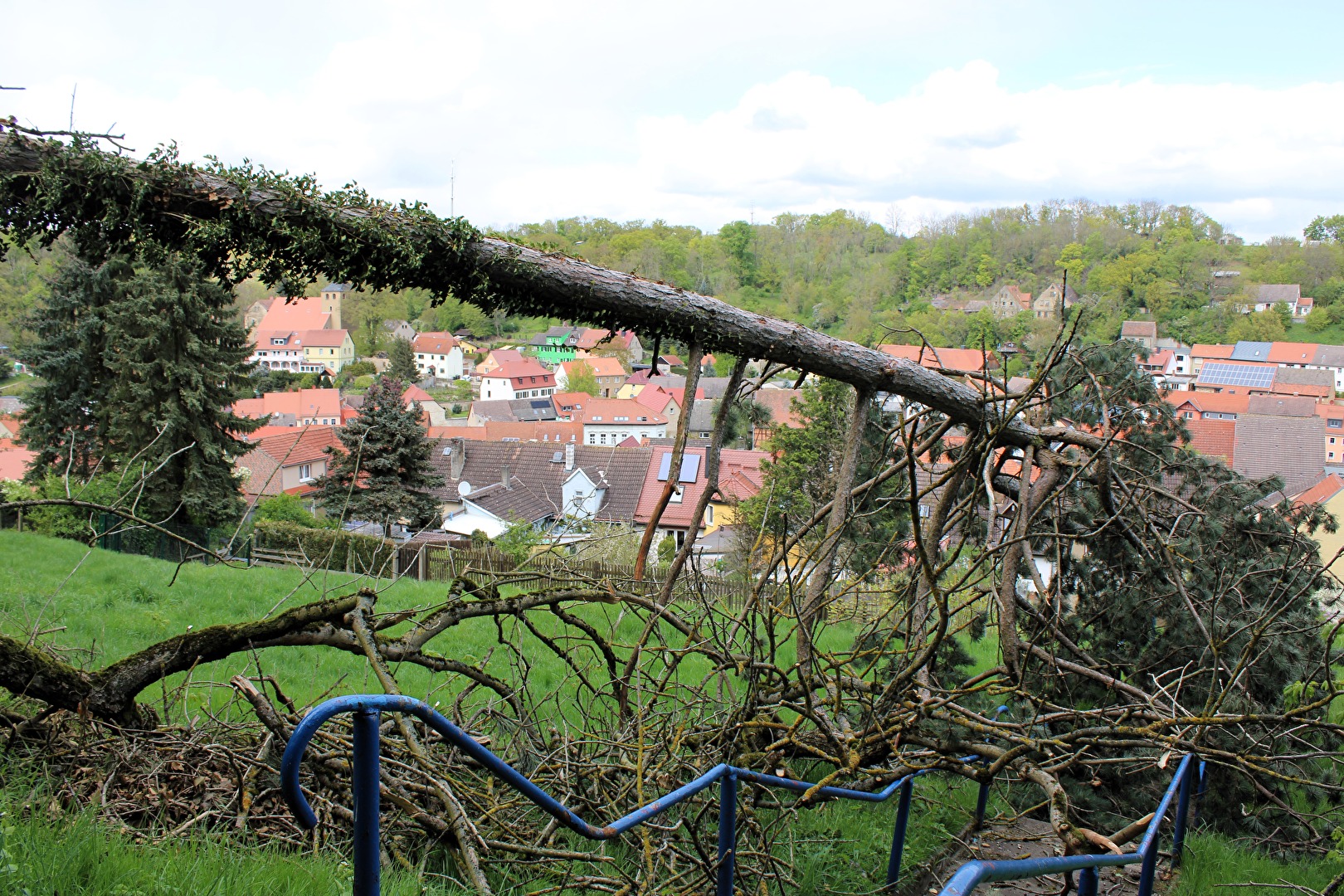 Baum stürzte auf einen Wanderweg