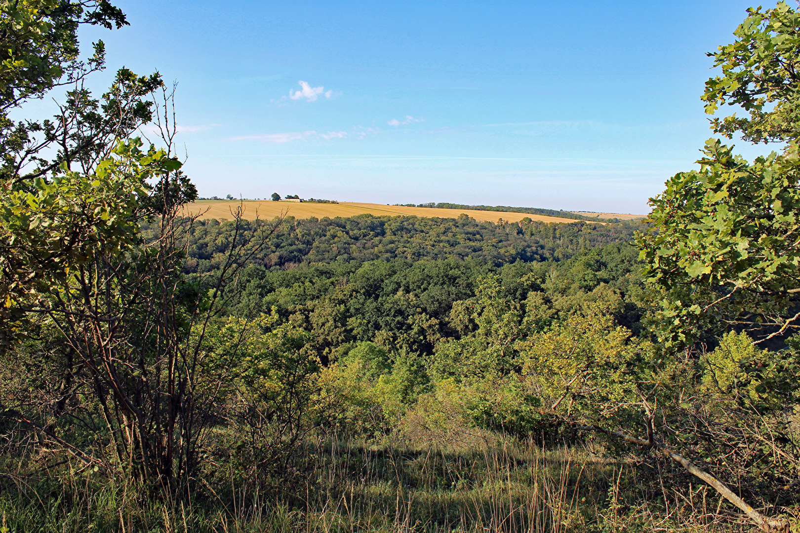 Wildnis, ehem. Toppendorfer Weg im NSG "Hirschrodaer Graben"