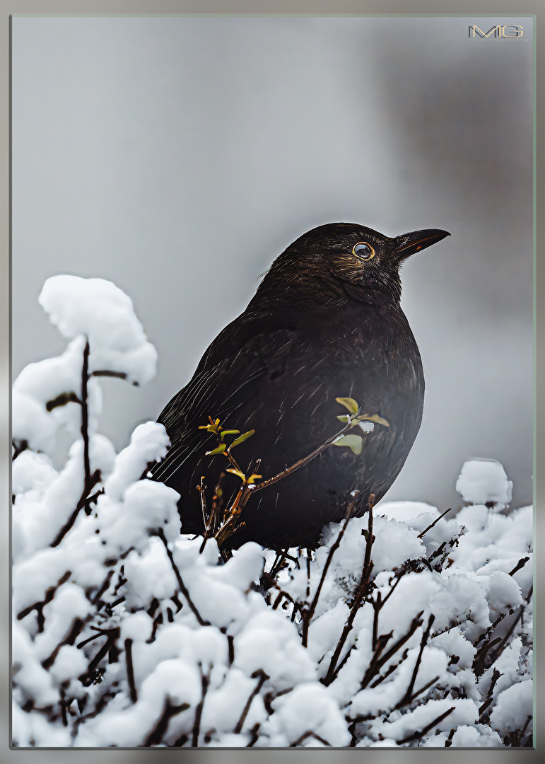 Industrieschnee in Frankfurt / Ortsteil - Sossenheim