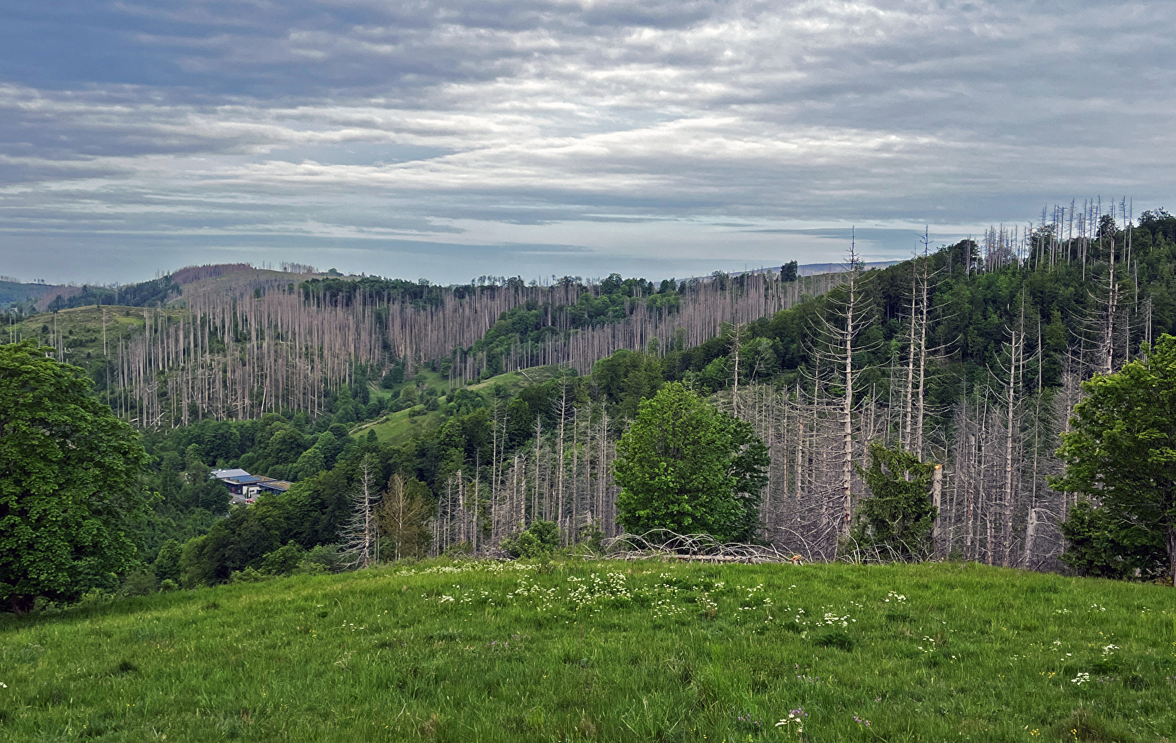 Baumsterben im Harz...