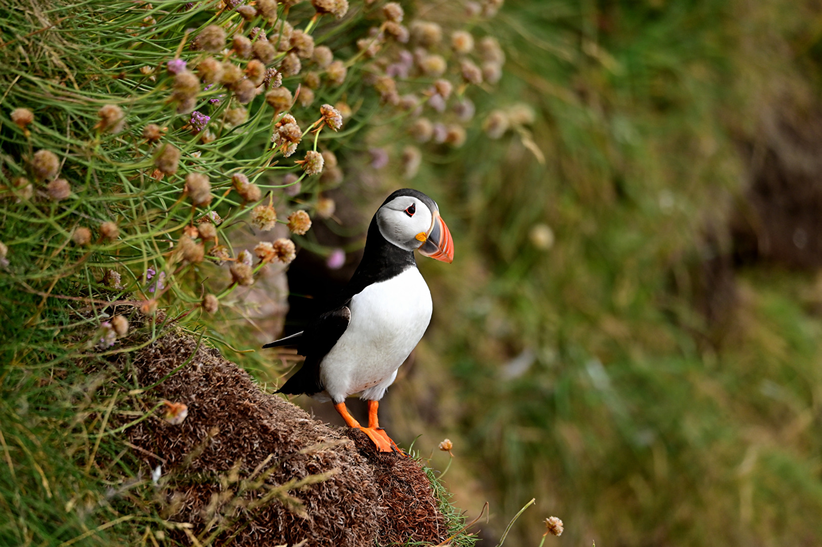 Puffin in Scotland