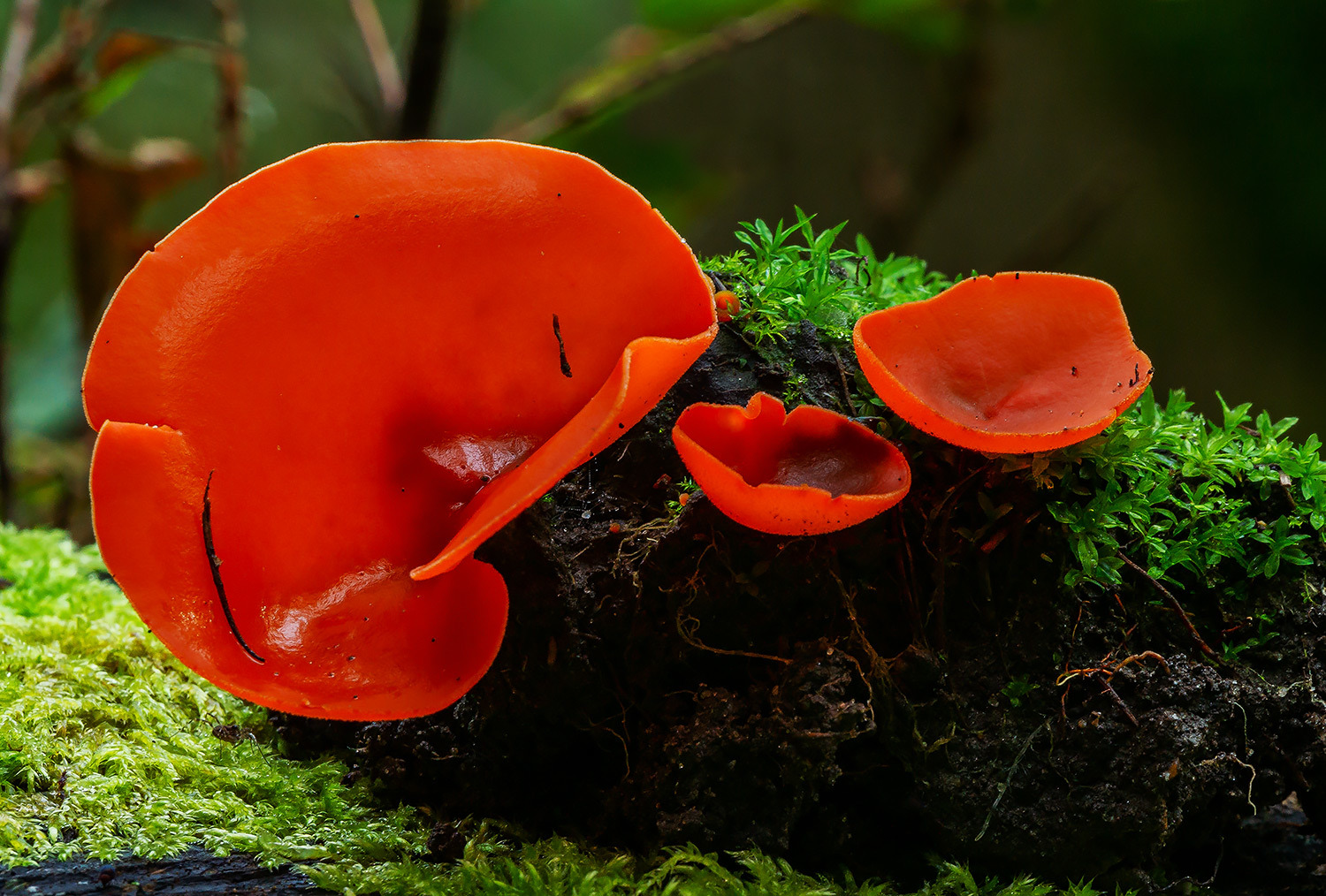 Zinoberroter Kelchbecherling !?!?