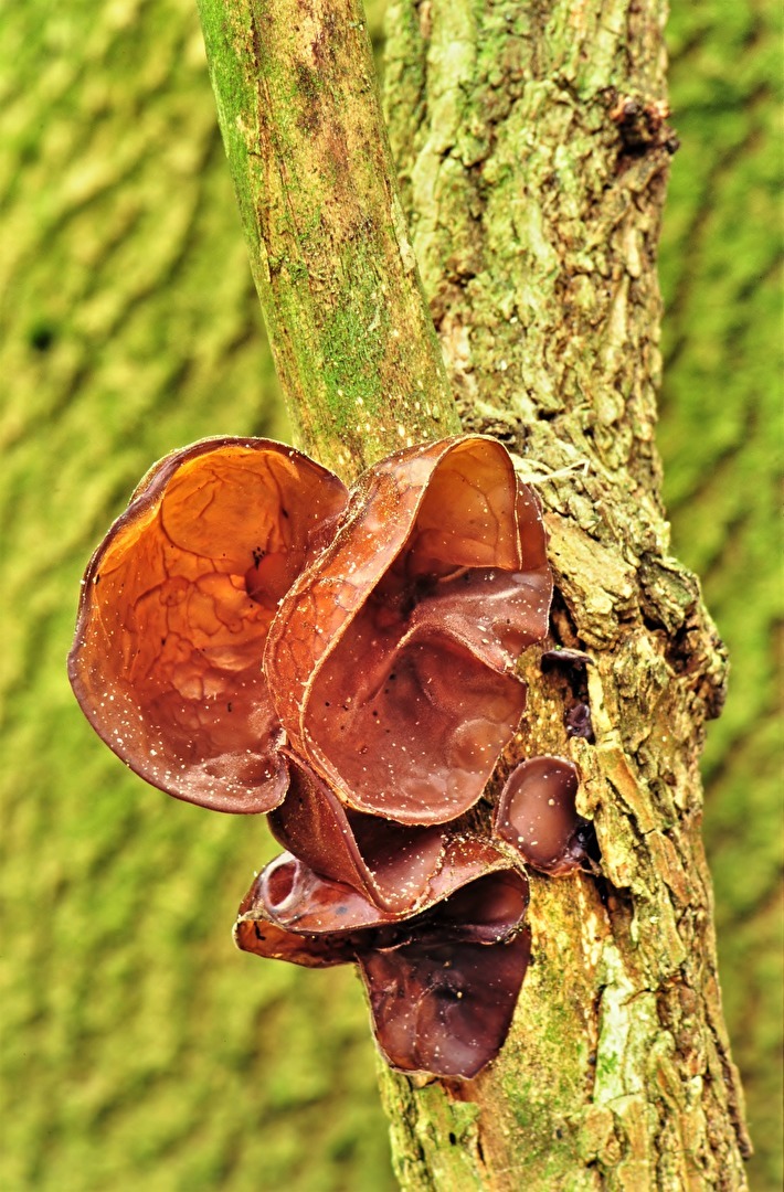 " Wir hören alles "