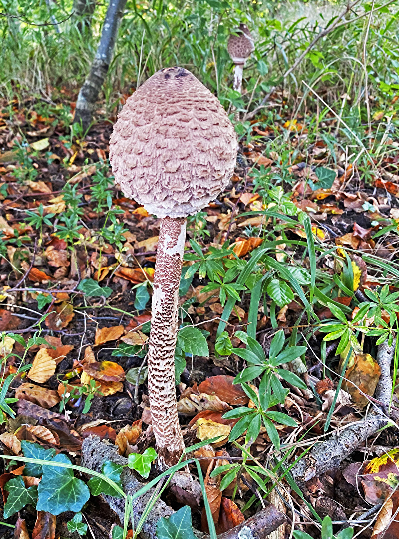 Pilze im Wald