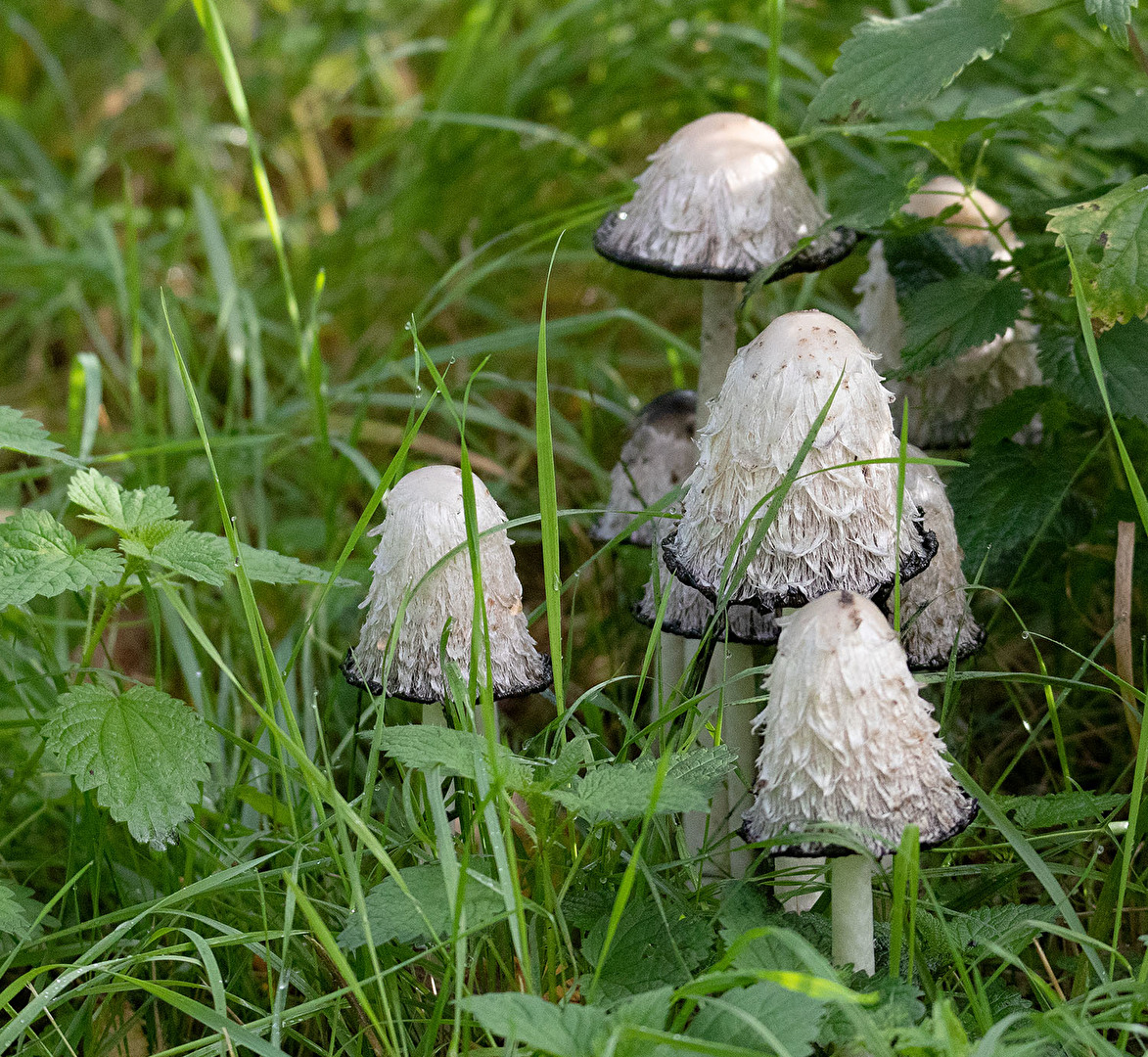 Am Wegesrand entdeckt