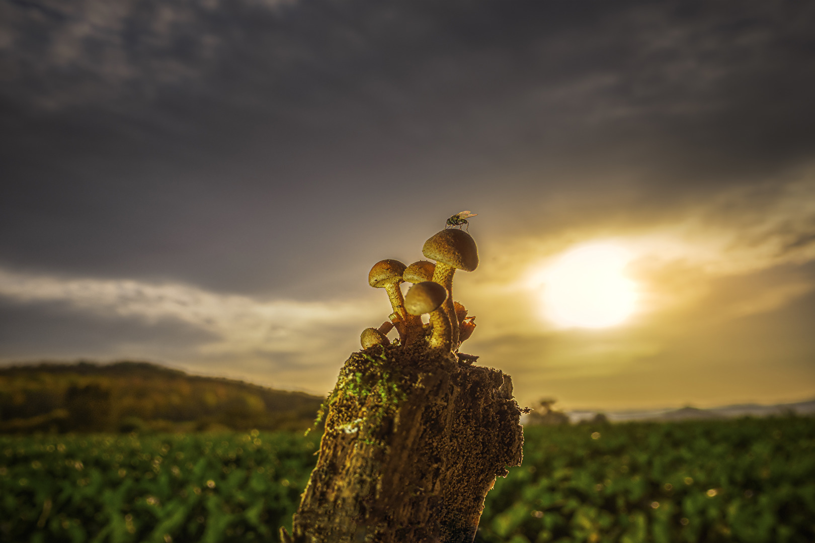 Ausnahmsweise mal was mit Sonne