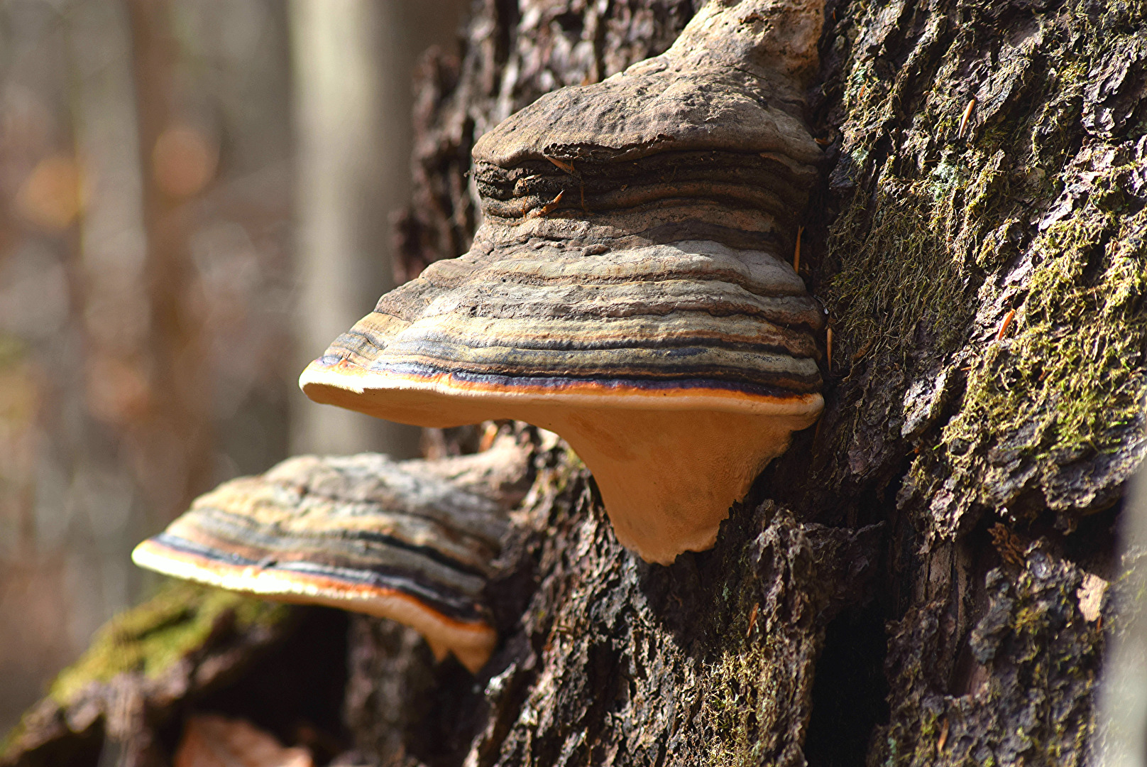 Baum Pilz