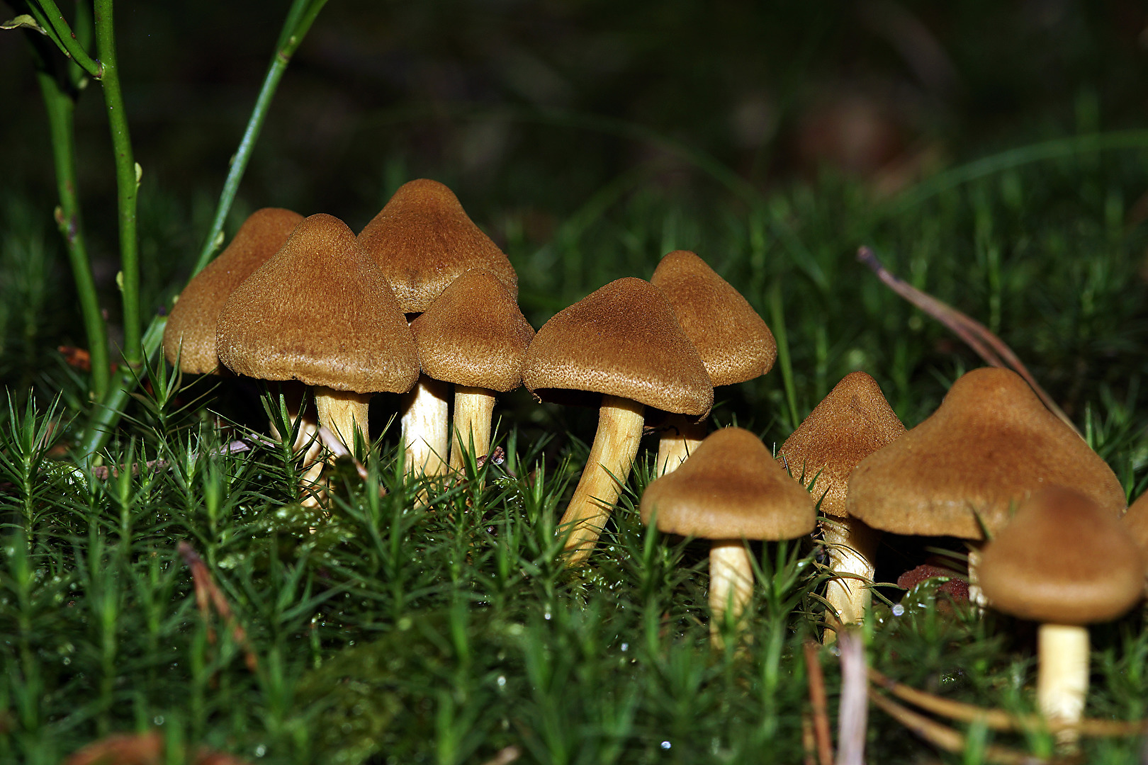 Spitzgebuckelter Raukopf