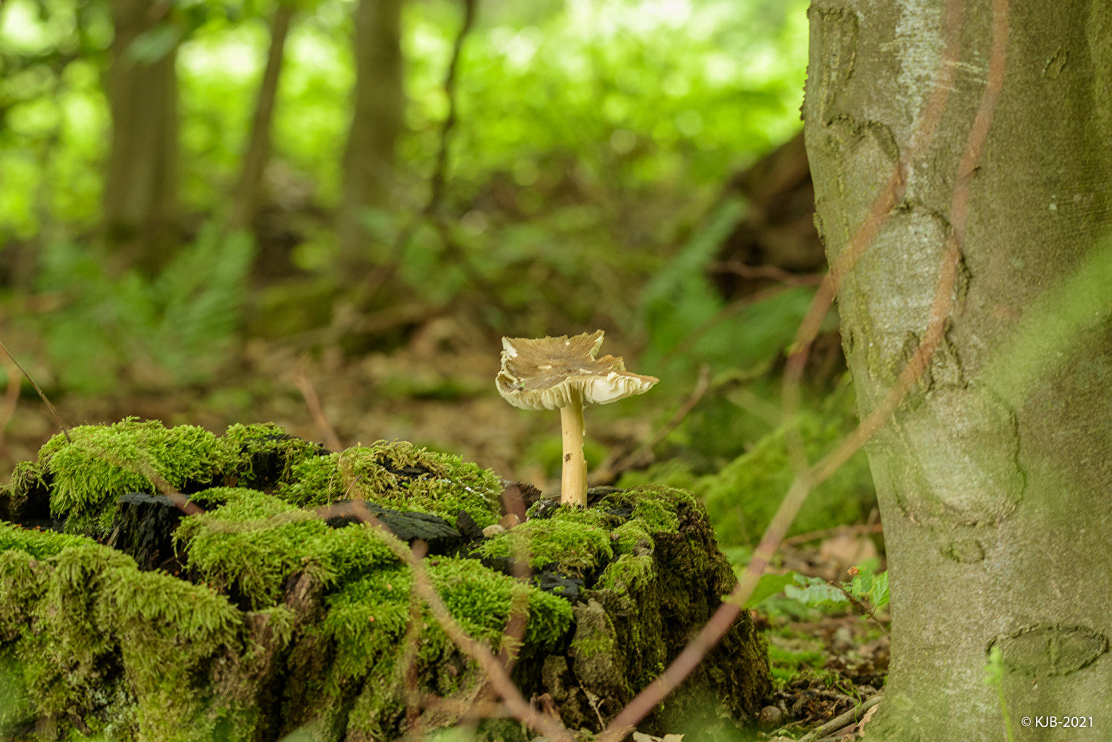 Pilze & Flechten